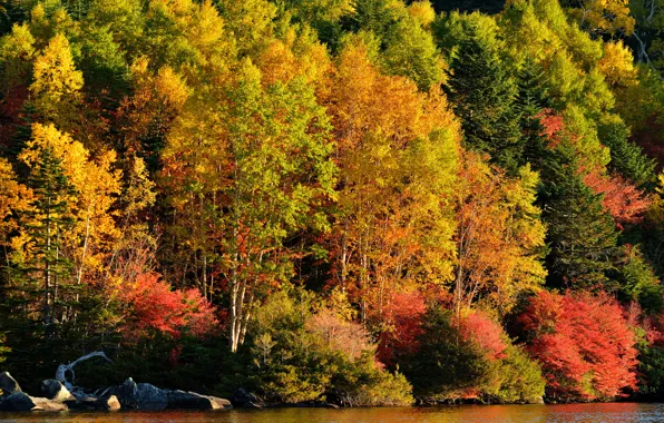 Картинка осень, лес, деревья, озеро, река, склон