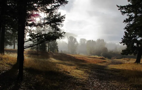 Картинка природа, туман, утро