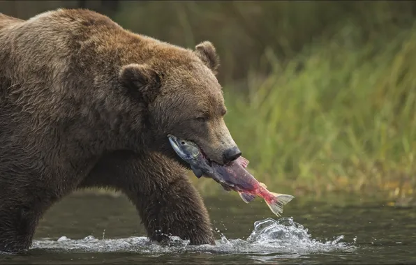 Картинка bear, hunter, Animals
