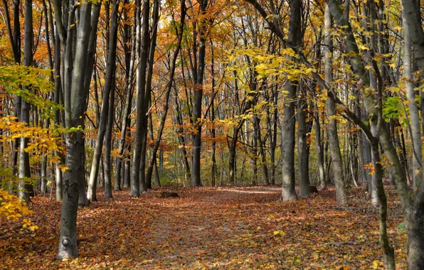 Осень, листья, деревья, тропа, trees, Autumn