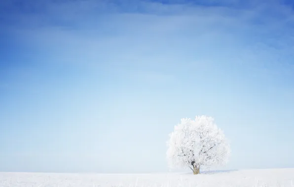 Картинка трава, снег, дерево