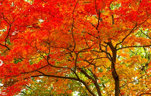 Осень, листья, дерево, ствол, крона, багрянец