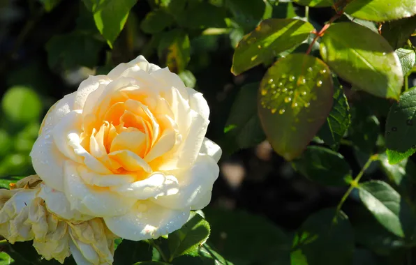 Flower, garden, roses