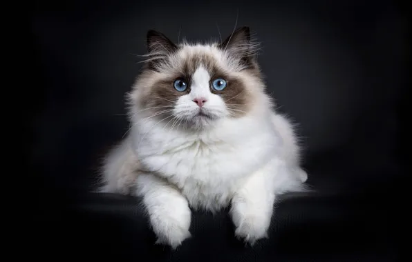 Кошка, кот, портрет, черный фон, рэгдолл