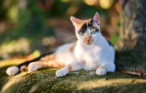 Кошка, кот, взгляд, морда, свет, природа, поза, камни