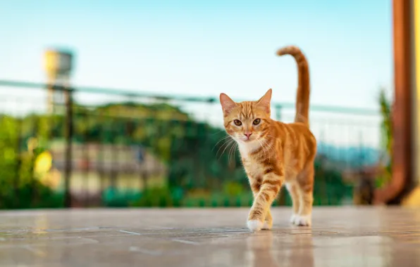 Кошка, кот, рыжий, прогулка