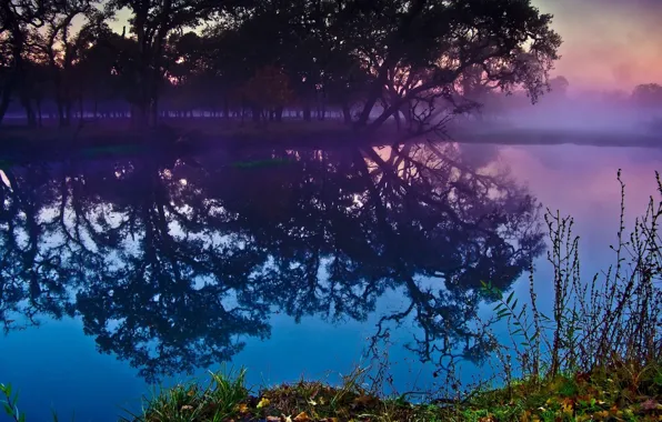 Картинка лес, отражение, река