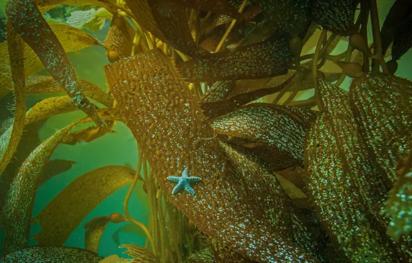 Водоросли, Калифорния, морская звезда, США