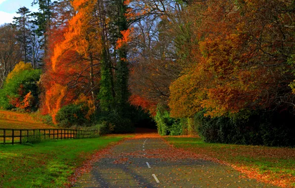 Картинка дорога, поле, осень, лес, листья, деревья, природа, colors