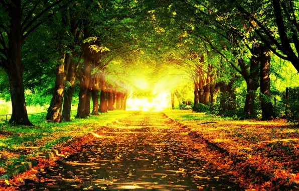 Картинка дорога, свет, деревья, листва, Осень, кусты