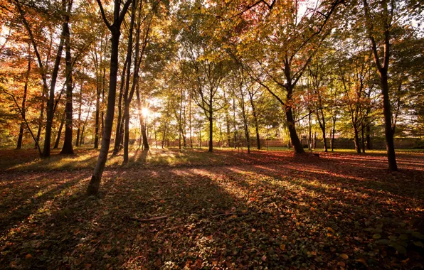 Осень, лес, листья, деревья, парк, colorful, forest, landscape