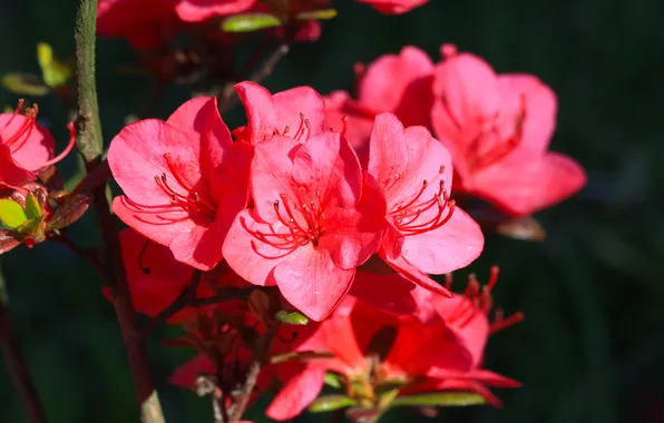 Red, flower, azalea