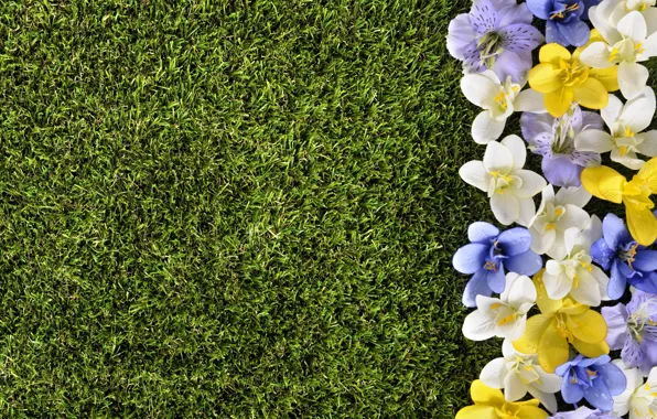 Цветы, газон, весна, grass, травка, flowers, spring, lawn