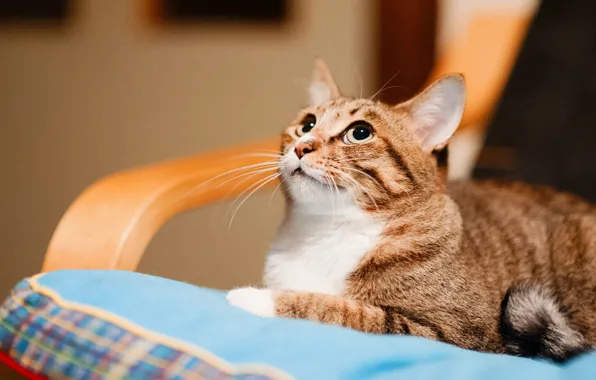 Картинка кошка, кот, взгляд, морда, уют, кресло, лежит