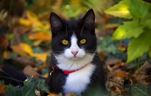 Осень, кошка, кот, взгляд, природа, поза, черно-белый, листва