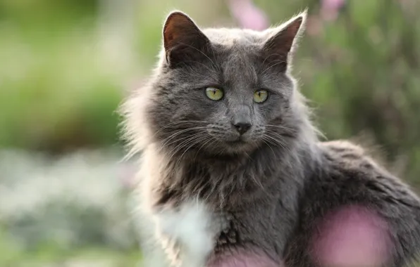 Кошка, кот, взгляд, морда, природа, серый, портрет, зеленые глаза