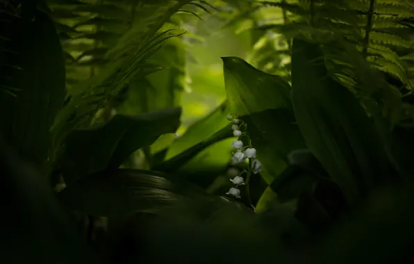 Макро, природа, Ландыш майский, Convallaria majalis