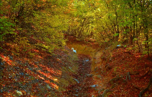 Картинка Осень, Лес, Собачка, Dog, Fall, Листва, Autumn, Colors