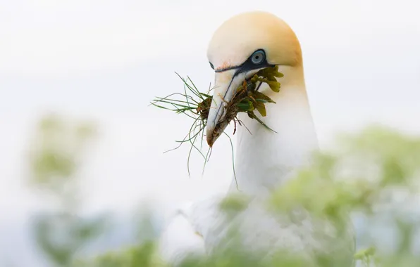 Природа, фон, птица