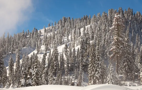 Картинка зима, небо, солнце, снег, деревья, гора, склон, Калифорния