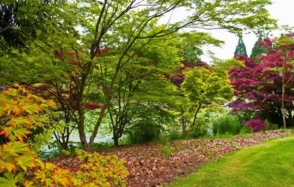 Трава, листья, деревья, пруд, сад, Канада, кусты, Vancouver