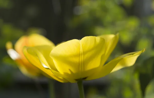 Картинка цветок, желтый, тюльпан, лепестки