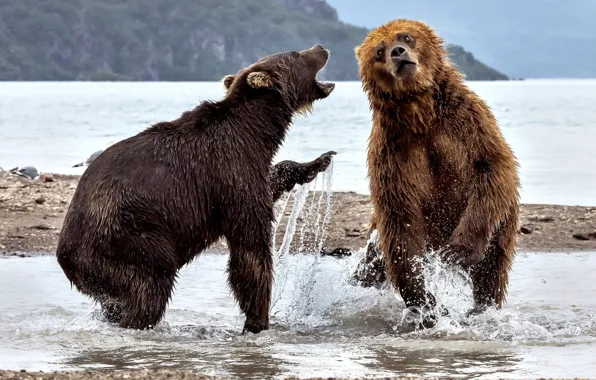 Картинка вода, брызги, река, медведи, два медведя