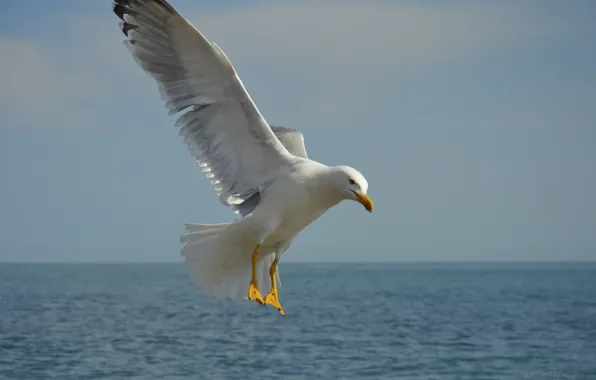 Море, волны, небо, синий, птица, чайка