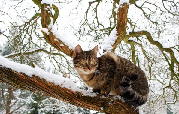 Взгляд, снег, дерево, наблюдение, Домашняя кошка