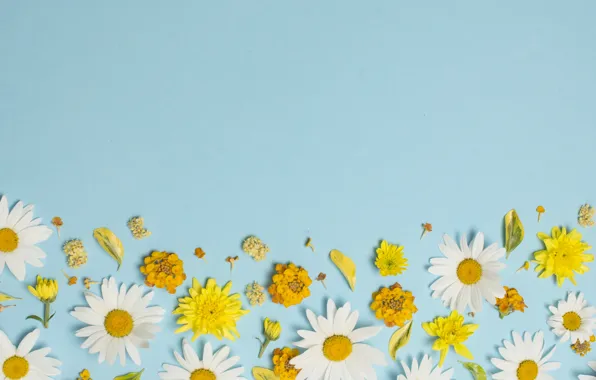 Картинка цветы, ромашки, white, yellow, flowers, background, голубой фон, camomile