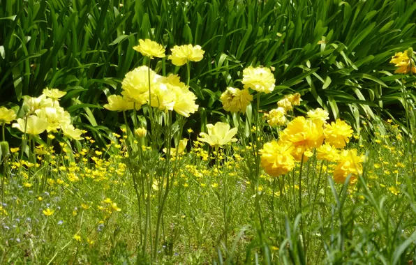 Roma, italia, flowers