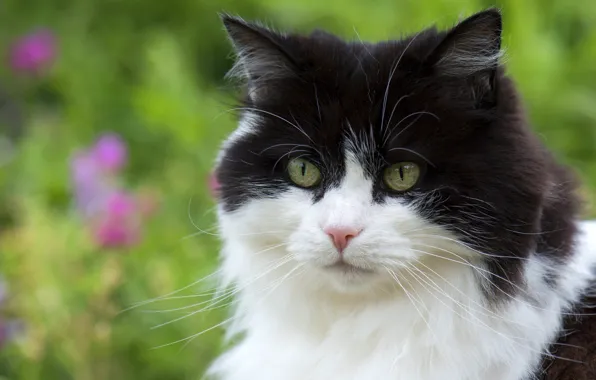 Кошка, кот, взгляд, цветы, природа, фон, черно-белый, портрет