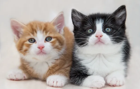 Белый, взгляд, кошки, поза, котенок, фон, черно-белый, черный