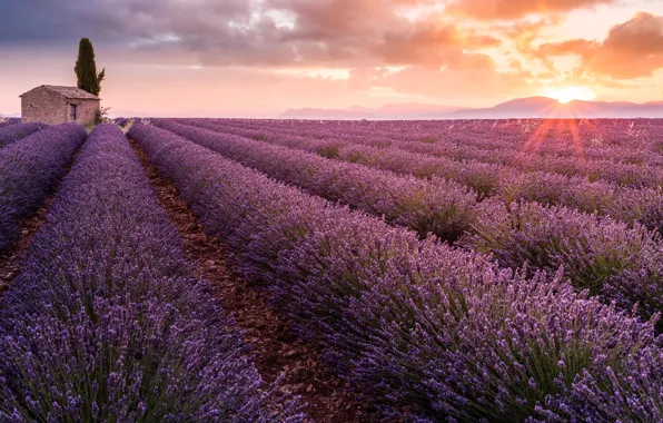 Франция, France, Sunrise, Прованс, Provence, Lavender field, Восход солнца, Лавандовое поле