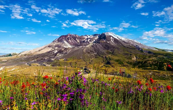 Небо, цветы, горы, луг, Вашингтон, Washington, Mount St. Helens, Steve Henrickson