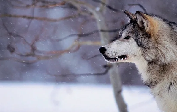 Картинка nature, predator, animal, wolf, wildlife, portrait, portrait., Canis lupus. face