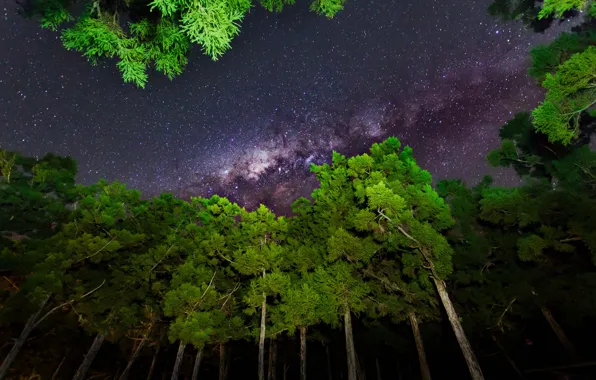 Картинка небо, звезды, свет, деревья, ночь