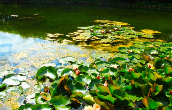 Water, park, lake, leafs, pond