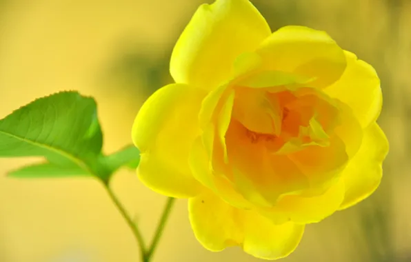 Картинка макро, природа, розы, лепестки