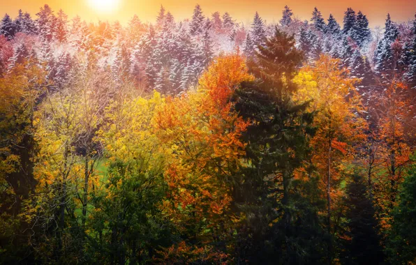 Картинка осень, листья, снег, деревья, обработка, Winter is coming