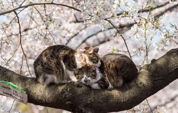 Картинка Весна, Сакура, Япония, Пара, Животные, Цветение, Коты