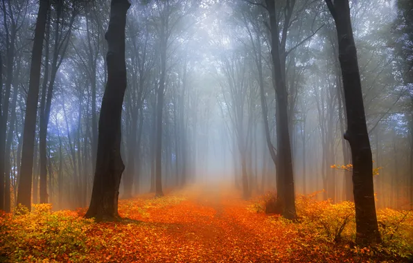 Картинка дорога, лес, деревья, туман, листва