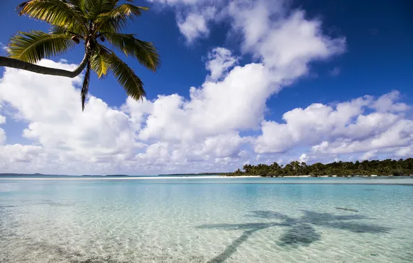 Картинка summer, beach, ocean, island, palm, aitutaki