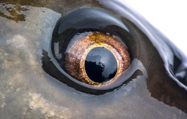Wet, fish, Eye