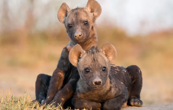Картинка природа, фон, Hyena Cubs