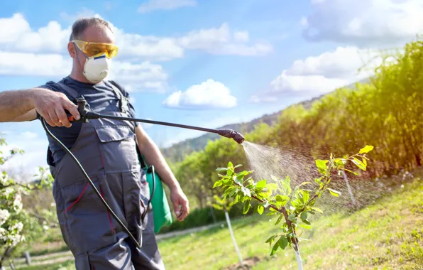 Man, sprayer, insecticide