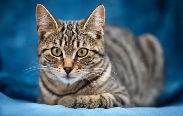 Кошка, взгляд, котенок, серый, портрет, лежит, плед, мордашка