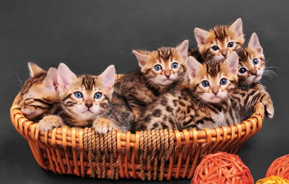 Картинка кошки, котята, корзинка, бенгальские