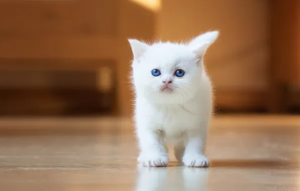 Кошка, кот, котенок, белый котик