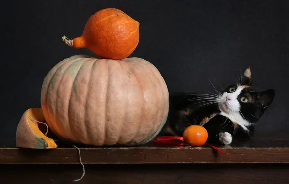 Кошка, взгляд, поза, темный фон, котенок, стол, тыквы, лежит